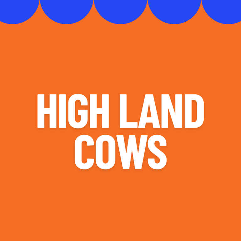 Highland Cow